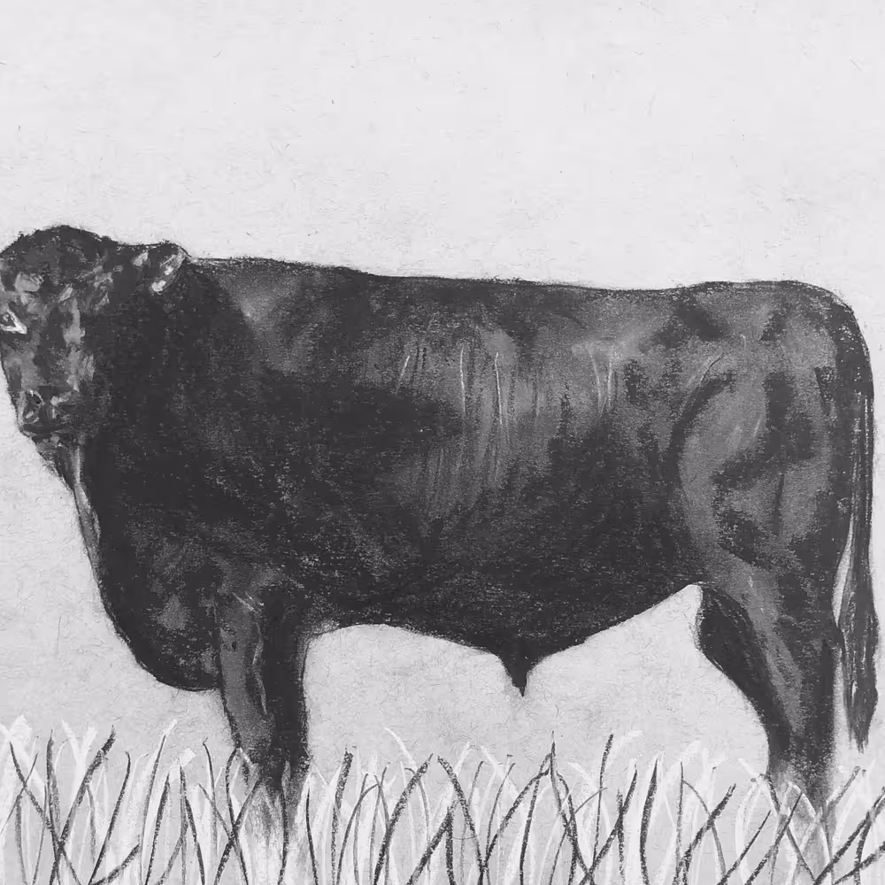 Brad's Bull