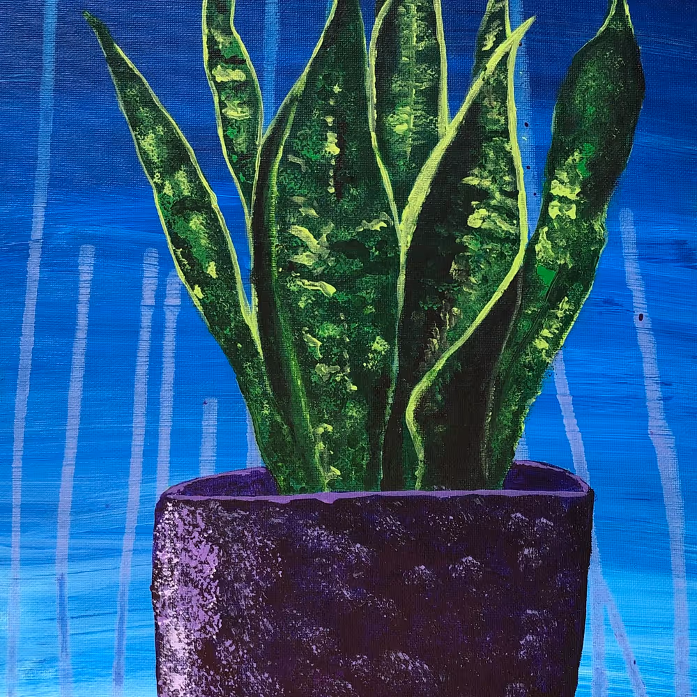 Snake Plant Study