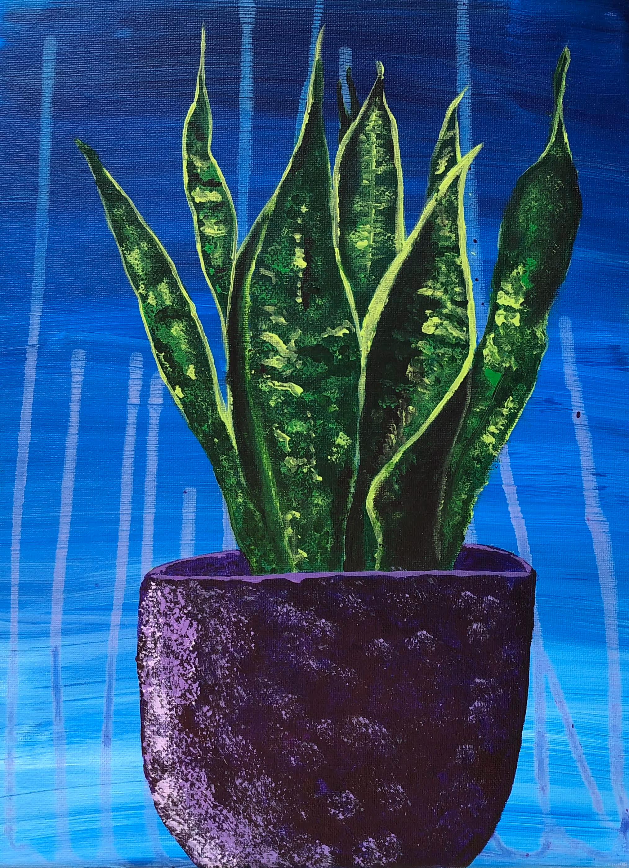 Snake Plant Study